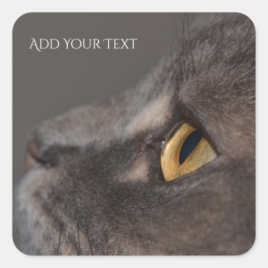 Cat Eye-Macro by Shirley Taylor スクエアシール (正面)