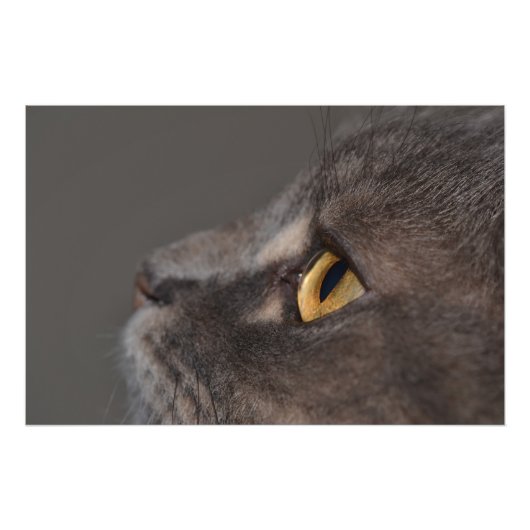 Cat Eye-Macro by Shirley Taylor フォトプリント (正面)