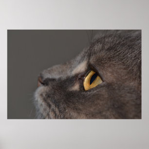 Cat Eye-Macro by Shirley Taylor ポスター