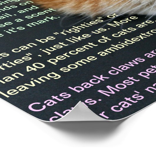 Cat facts 3 ポスター (角)
