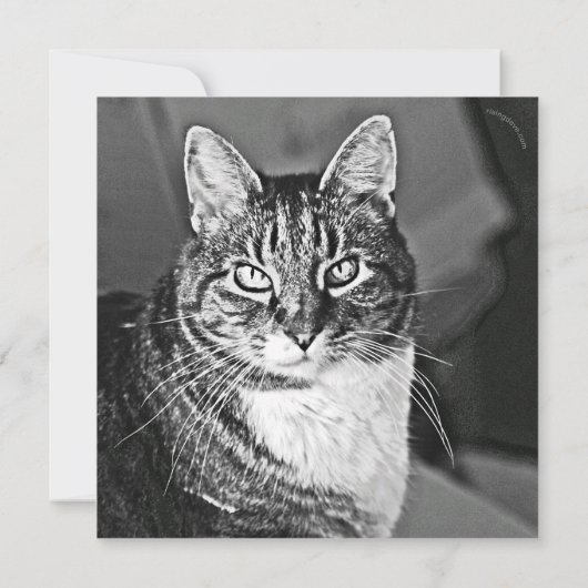 Cat Graphics by Miriam Kilmer of risingdove.com (裏面)