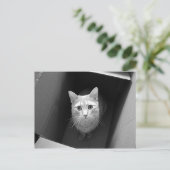 Cat in a Boxはがき ポストカード (スタンド正面)