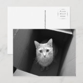 Cat in a Boxはがき ポストカード (正面/裏面)