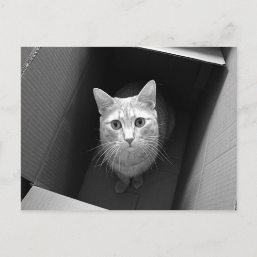 Cat in a Boxはがき ポストカード (正面)