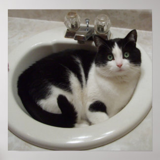 Cat in sink ポスター