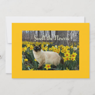 Cat in the Daffodil Flowers シーズンカード