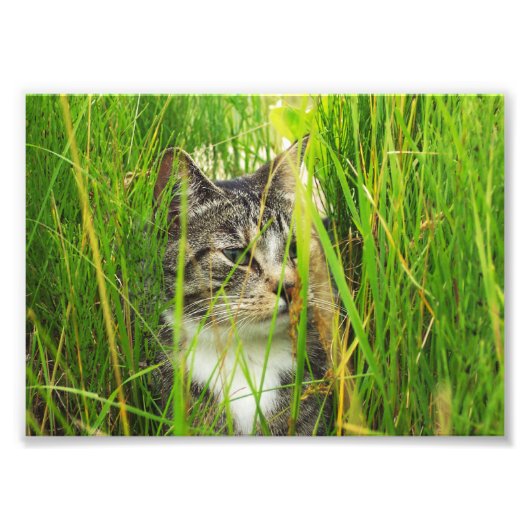 Cat in the Grass写真 フォトプリント (正面)