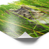 Cat in the Grass写真 フォトプリント (角)