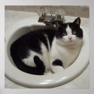 Cat in the sink ポスター