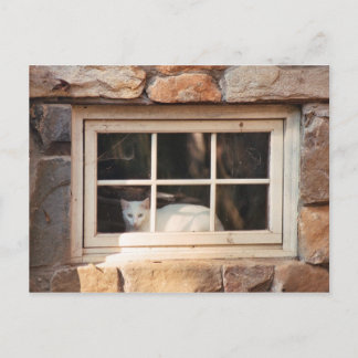 Cat in Windowポストカード ポストカード