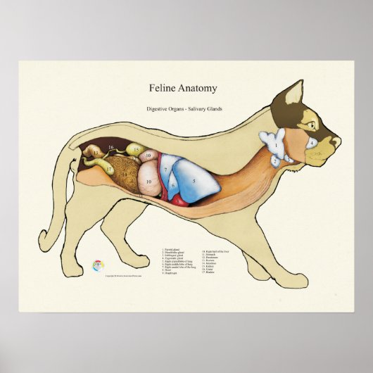 Cat Internal Digestive Anatomy Veterinary Chart ポスター (正面)