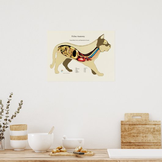 Cat Internal Female Anatomy Veterinary Chart ポスター (キッチン)