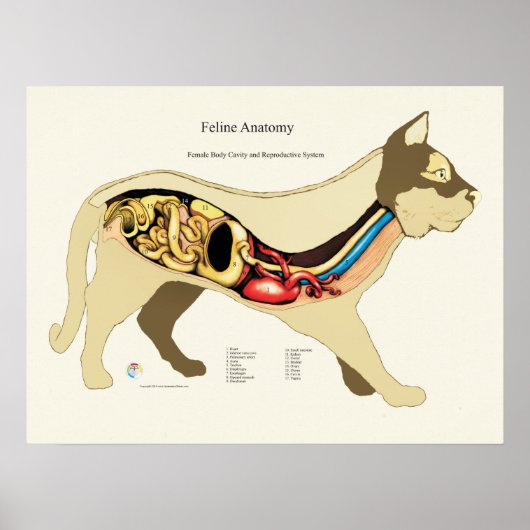 Cat Internal Female Anatomy Veterinary Chart ポスター (正面)