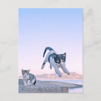 cat jump postcard ポストカード