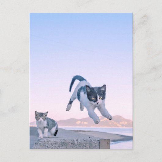 cat jump postcard ポストカード (正面)