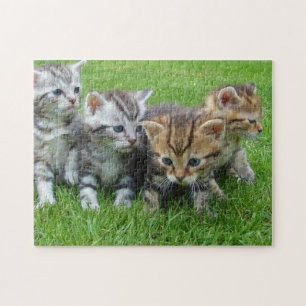 Cat Kitten Photography Animal Pic Cat Photographer ジグソーパズル