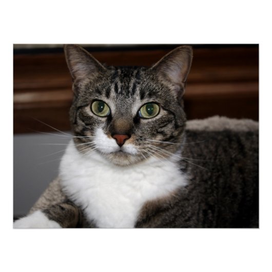 Cat Looking You/Pet Tabby Cat顔写真v2 ポスター (正面)