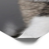 Cat Looking You/Pet Tabby Cat顔写真v2 ポスター (コーナー)