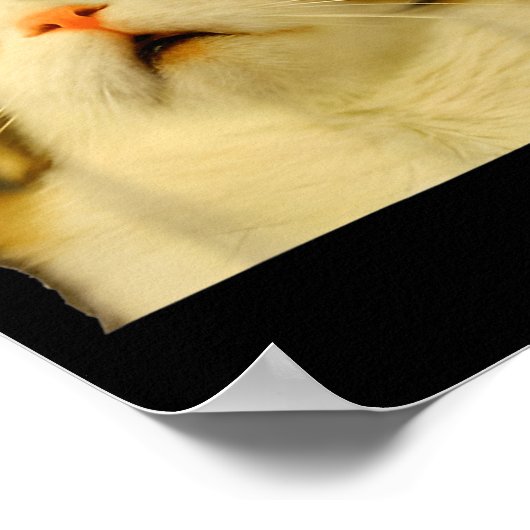 Cat Meme Shock Cat Face Funny Meme Cat Silly Gift  ポスター (角)