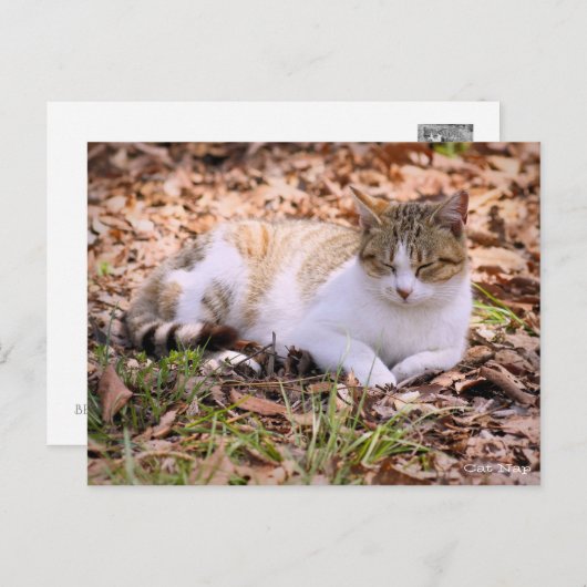 Cat nap:Postcard ポストカード (正面/裏面)