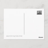 Cat nap：Postcard ポストカード (裏面)