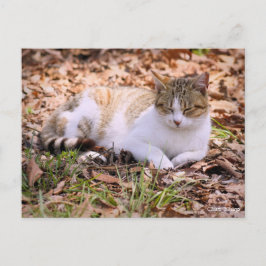 Cat nap:Postcard ポストカード