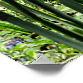 Cat O Nine Tail & White Water Lillysフォトプリント ポスター (角)