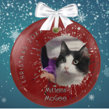 Cat on 2025 Red Splatter Pattern Christmas