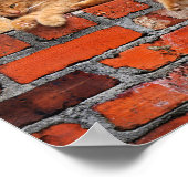 Cat on Brick Wall ポスター (角)