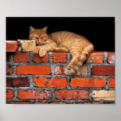 Cat on Brick Wall ポスター (正面)