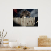 Cat on Fence (10)ポスター ポスター (キッチン)