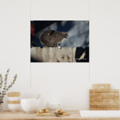 Cat on Fence (12)ポスター ポスター (キッチン)