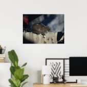 Cat on Fence (13)ポスター ポスター (ホームオフィス)