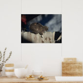 Cat on Fence (13)ポスター ポスター (キッチン)