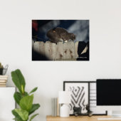 Cat on Fence (14)ポスター ポスター (ホームオフィス)