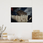 Cat on Fence (14)ポスター ポスター (キッチン)