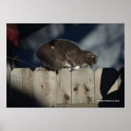 Cat on Fence (14)ポスター ポスター