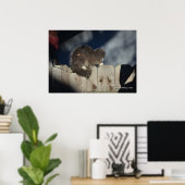 Cat on Fence (15)ポスター ポスター (ホームオフィス)