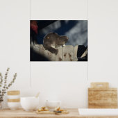 Cat on Fence (16)ポスター ポスター (キッチン)