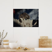 Cat on Fence (17)ポスター ポスター (キッチン)