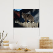 Cat on Fence (20)ポスター ポスター (キッチン)