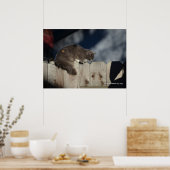 Cat on Fence (2)ポスター ポスター (キッチン)