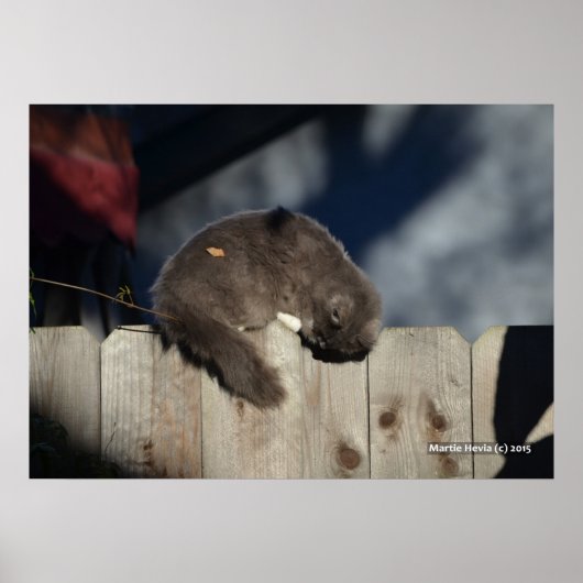 Cat on Fence (3)ポスター ポスター (正面)