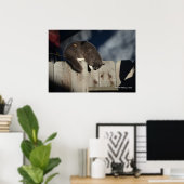 Cat on Fence (4)ポスター ポスター (ホームオフィス)