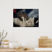 Cat on Fence (4)ポスター ポスター (キッチン)