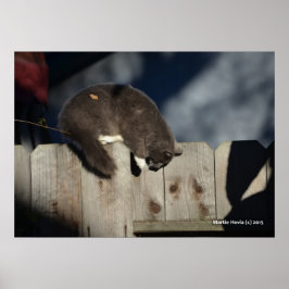 Cat on Fence (4)ポスター ポスター