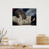 Cat on Fence (5)ポスター ポスター (キッチン)