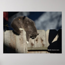 Cat on Fence (5)ポスター ポスター