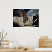 Cat on Fence (6)ポスター ポスター (キッチン)