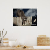 Cat on Fence (8)ポスター ポスター (キッチン)